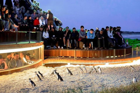 Phillip Island Medium Size Group Tour - Tourism Canberra 3