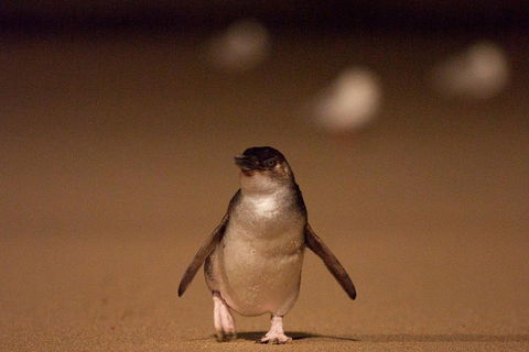 Phillip Island Medium Size Group Tour - Tourism Canberra 4