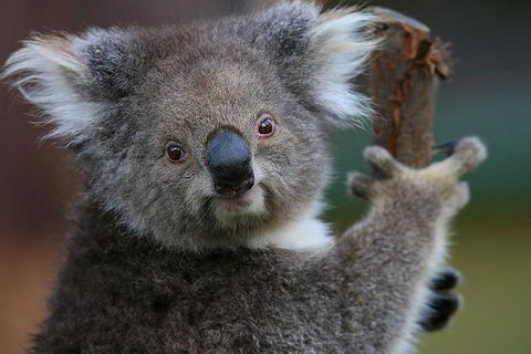 Yarra Valley Wildlife & Wine Day Tour From Melbourne With Healesville Sanctuary - Tourism Canberra 2