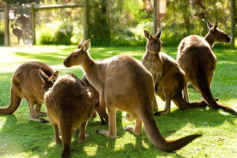 Yarra Valley Wildlife & Wine Day Tour From Melbourne With Healesville Sanctuary - Tourism Canberra 4