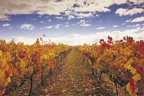 Yarra Valley Wildlife & Wine Day Tour From Melbourne With Healesville Sanctuary - Tourism Canberra 5