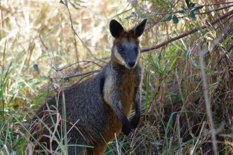 Byron Bay Combo: Hinterland Tour Including Minyon Falls And Kayaking With Dolphins - Tourism Canberra 2