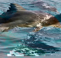 1.5HR Mudjimba Island Wildlife Safari - Tourism Canberra