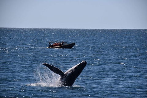 Adventure Whale Watching Tour Mooloolaba - Tourism Canberra 1