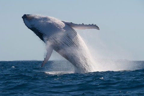 Adventure Whale Watching Tour Mooloolaba - Tourism Canberra 5