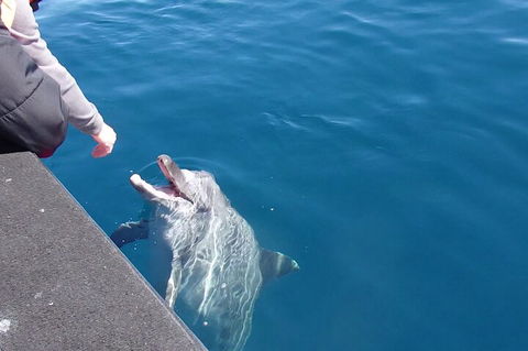 Noosa Wild Dolphin Safari - Tourism Canberra 0