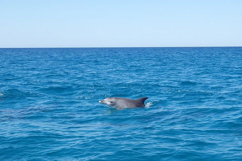 Noosa Wild Dolphin Safari - Tourism Canberra 1
