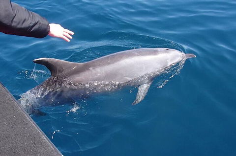 Noosa Wild Dolphin Safari - Tourism Canberra 2