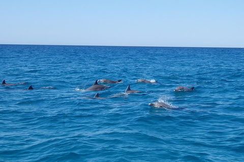 Noosa Wild Dolphin Safari - Tourism Canberra 3