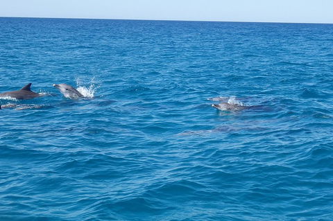 Noosa Wild Dolphin Safari - Tourism Canberra 4