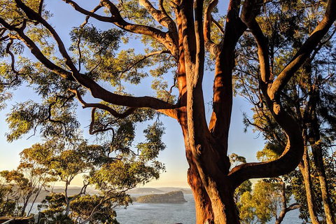 Manly & Sydney's Northern Beaches With 'Personalised Sydney Tours' - Tourism Canberra 4