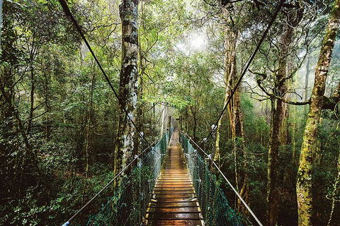 O'Reilly's & Lamington National Park From Gold Coast - Tourism Canberra 0