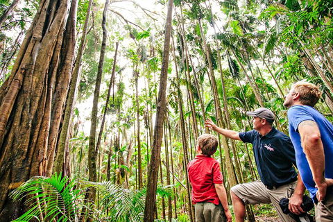 Natural Bridge & Springbrook Waterfalls Tour + Hot Air Balloon With Breakfast - Tourism Canberra 5