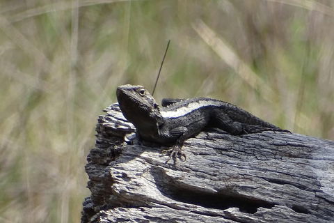Inside The Greater Blue Mountains World Heritage - A Private Wildlife Safari Overnight - Tourism Canberra 2
