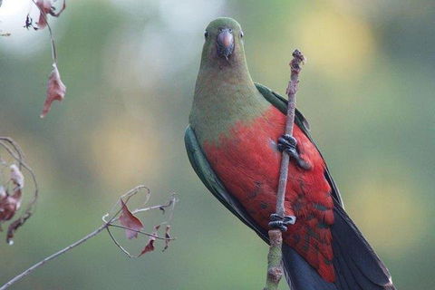 Inside The Greater Blue Mountains World Heritage - A Wildlife Safari Overnight - Tourism Canberra 0