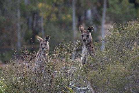 Inside The Greater Blue Mountains World Heritage - A Wildlife Safari Overnight - Tourism Canberra 2