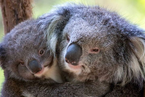 Half-Day Or Full-Day Tour With Private Guide From Melbourne - Tourism Canberra 1