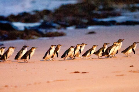Half-Day Or Full-Day Tour With Private Guide From Melbourne - Tourism Canberra 5