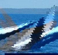 Mooloolaba Whale Watching Tour - Tourism Canberra