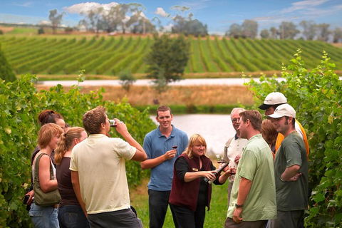 Yarra Valley Balloon Flight And Winery Tour - Tourism Canberra 4