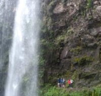 Springbrook National Park Discovery Full-Day Bushwalking Tour - Tourism Canberra
