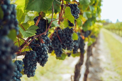 Yarra Valley 2-6 Guests With Lunch And Gin Tasting At Four Pillars - Tourism Canberra 1