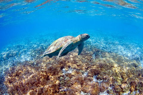 Great Barrier Reef Day Cruise To Reefworld - Tourism Canberra 5