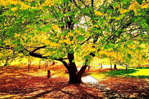 Hobart Half-Day Sightseeing Coach Tram Tour - Tourism Canberra 3
