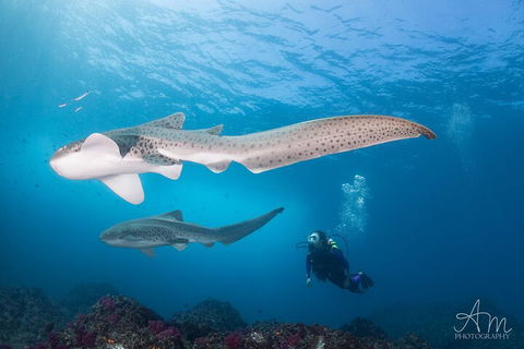3-Hour Byron Bay Certified Scuba Diving Tour - Tourism Canberra 3