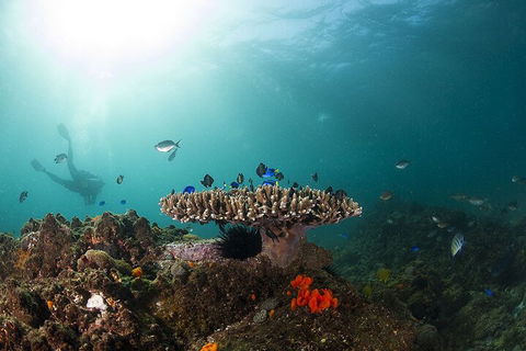 3-Hour Byron Bay Certified Scuba Diving Tour - Tourism Canberra 4