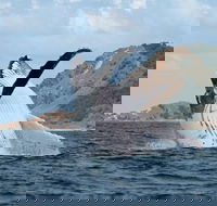 Byron Bay Whale Watching Cruise - Tourism Canberra