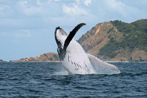 Byron Bay Whale Watching Cruise - Tourism Canberra 0