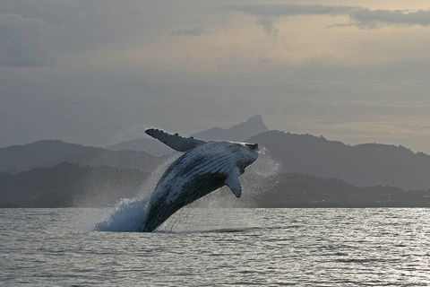 Byron Bay Whale Watching Cruise - Tourism Canberra 1