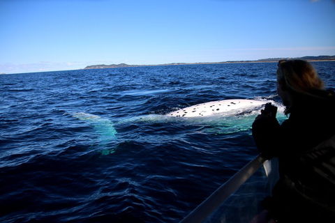 Byron Bay Whale Watching Cruise - Tourism Canberra 2