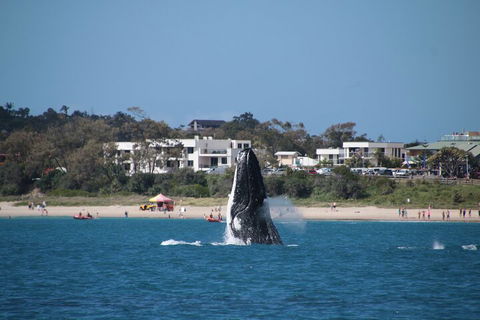 Byron Bay Whale Watching Cruise - Tourism Canberra 3