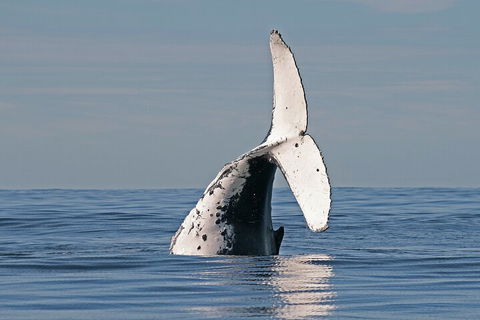 Byron Bay Whale Watching Cruise - Tourism Canberra 4