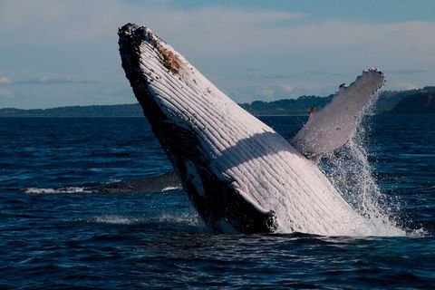 Byron Bay Whale Watching Cruise - Tourism Canberra 5