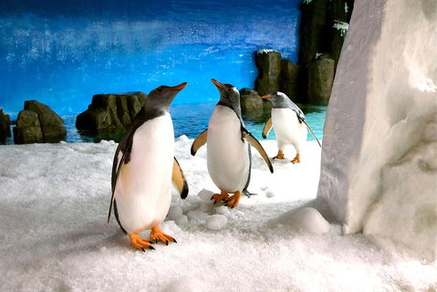 Penguin Passport At SEA LIFE Melbourne Aquarium - Tourism Canberra 1