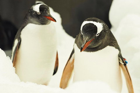 Penguin Passport At SEA LIFE Melbourne Aquarium - Tourism Canberra 2