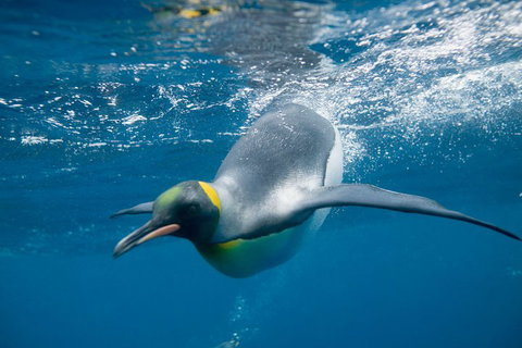 Penguin Passport At SEA LIFE Melbourne Aquarium - Tourism Canberra 3