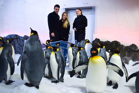 Penguin Passport At SEA LIFE Melbourne Aquarium - Tourism Canberra 4
