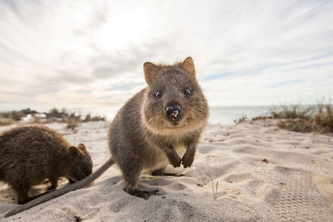 Rottnest Bayseeker Bus Tour From Hillarys Boat Harbour - Tourism Canberra 1