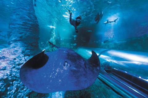 Snorkel With Sharks At AQWA - Tourism Canberra 0