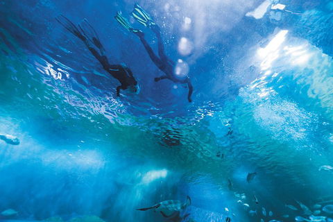 Snorkel With Sharks At AQWA - Tourism Canberra 1