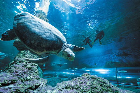 Snorkel With Sharks At AQWA - Tourism Canberra 4