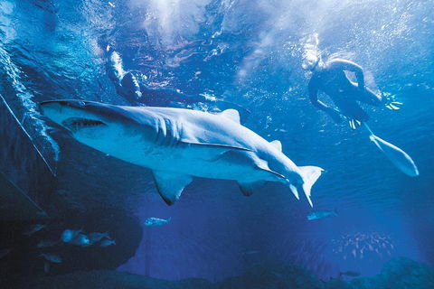Snorkel With Sharks At AQWA - Tourism Canberra 5