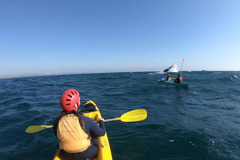Kayaking With Dolphins In Byron Bay Guided Tour - Tourism Canberra 3