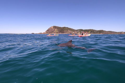 Kayaking With Dolphins In Byron Bay Guided Tour - Tourism Canberra 5
