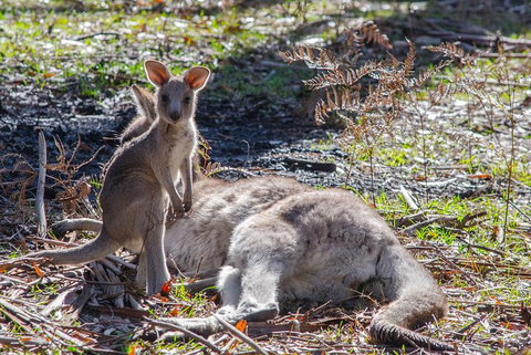 Adelaide To Melbourne 3-Day Trip Through Grampians And Great Ocean Road - Tourism Canberra 5