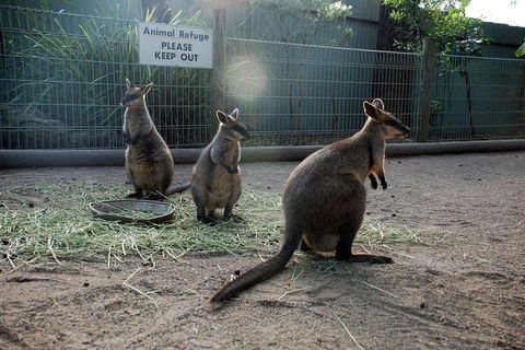 Kangaroos & Koala Encounter Experience (Half Day Private Tour) - Tourism Canberra 2
